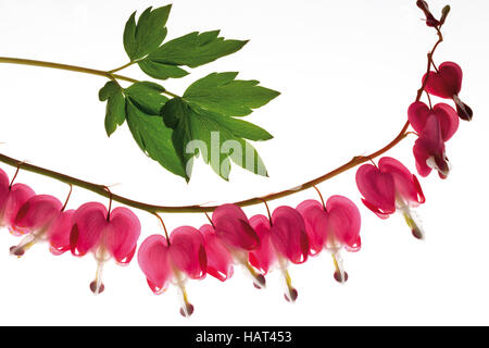 Tränendes Herz (Dicentra) Stockfoto