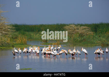 Gelb-billed Störche (Mycteria Ibis) stehen im Lake Manyara, Flachwasser, Lake Manyara National Park, Tansania Stockfoto