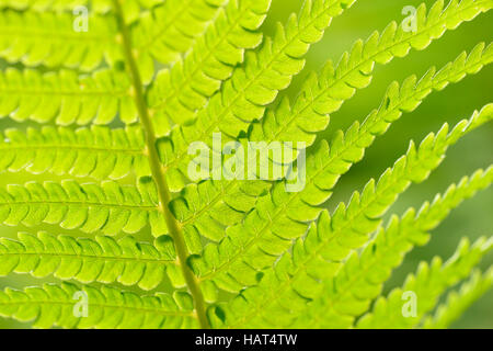 Strauß-Farn (Matteuccia Struthiopteris), Hintergrundbeleuchtung, Deutschland Stockfoto