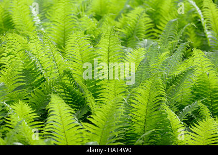 Strauß-Farn (Matteuccia Struthiopteris), Hintergrundbeleuchtung, Deutschland Stockfoto