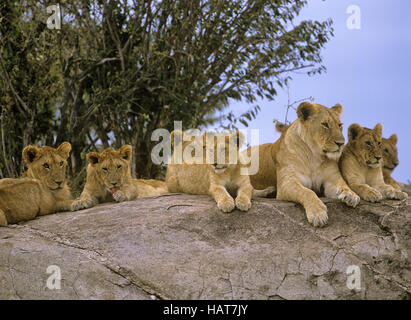 Löwenfamilie, Masai Mara, Kenia Stockfoto