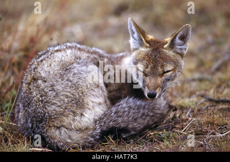 Anden-Fuchs, patagonische Füchse, Südamerika Stockfoto