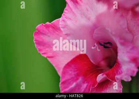 Schwertlilie 13 - Gladiole 13 Stockfoto