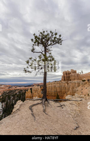 Geschmeidig Kiefer mit freiliegenden Wurzeln und Sturm Winterhimmel im Bryce-Canyon-Nationalpark im südlichen Utah. Stockfoto