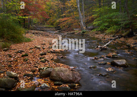 Herbstliche Ansicht entlang Sullivan Run im Frühjahr in Sullivan County, Pennsylvania Stockfoto