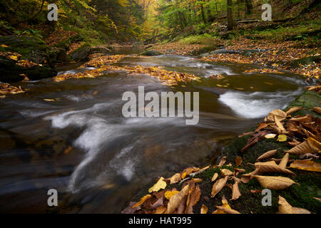 Herbstliche Ansicht von Sullivan Run im Frühjahr in Sullivan County, Pennsylvania Stockfoto