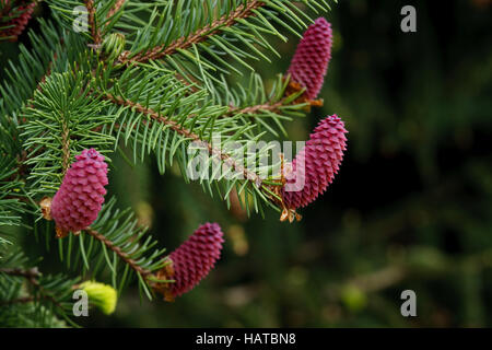 Picea Abies - gemeinsame Fichte Stockfoto