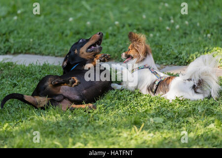 Papillon Hund und ein schwarzer Dackel spielen mit einander auf dem grünen Rasen Stockfoto