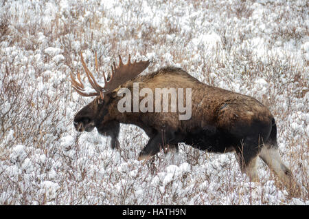 Bull Moose in einem schneebedeckten Feld Stockfoto