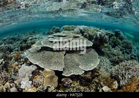 Eine gesunde Reihe von Korallen wächst im flachen Wasser im Komodo National Park. Diese Region ist bekannt für seine hohe Artenvielfalt. Stockfoto
