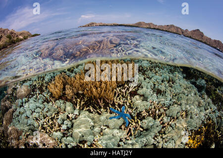 Eine gesunde Reihe von Korallen wächst im flachen Wasser im Komodo National Park. Diese Region ist bekannt für seine hohe Artenvielfalt. Stockfoto