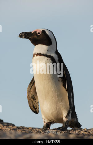 Afrikanischer Penguin - Brillenpinguin Stockfoto