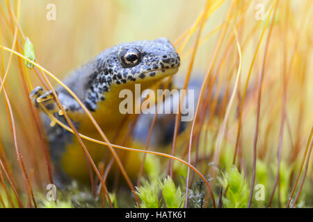 Bergmolch (Triturus alpestris)4.jpg Stockfoto