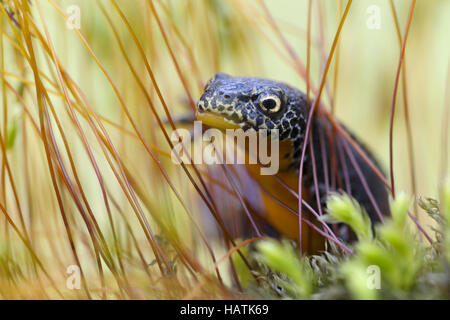 Bergmolch (Triturus alpestris)3.jpg Stockfoto