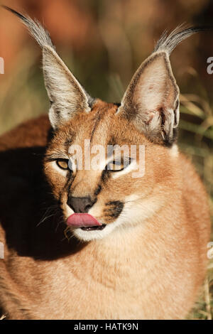 Karakal-Karakal-Südafrika - gefangen Stockfoto