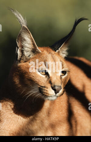 Karakal-Karakal-Südafrika - gefangen Stockfoto