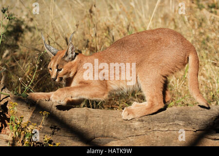 Karakal-Karakal-Südafrika - gefangen Stockfoto