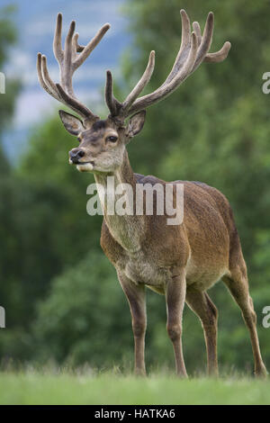 Rothirsch, (Cervus Elaphus), Rotwild Stockfoto