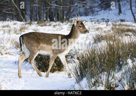 Damhirsch, Cervus Dama, Damhirsch Stockfoto