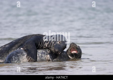 Kegelrobbe - Halichoerus Grypus - Gray Seal Stockfoto