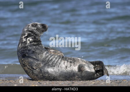 Kegelrobbe - Halichoerus Grypus - Gray Seal Stockfoto