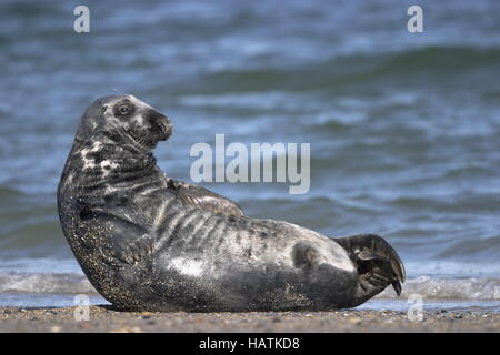 Kegelrobbe - Halichoerus Grypus - Gray Seal Stockfoto