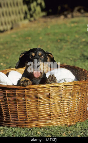 Rauhaar-Dackel, Hund, hund Stockfoto