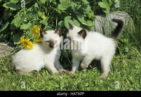 Siam-Thai, Katze, Siam-Thai Katze Stockfoto