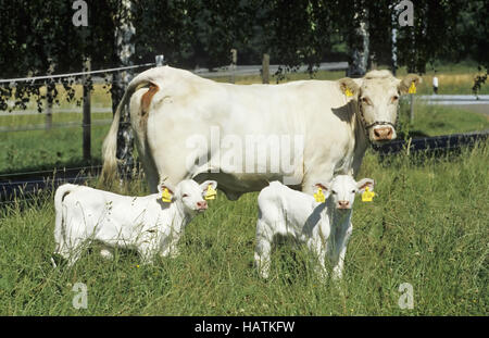 Charlois Kuh, Kuh Charlois Stockfoto