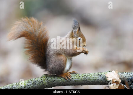 Eichhörnchen (Sciurus Vulgaris)-3.jpg Stockfoto