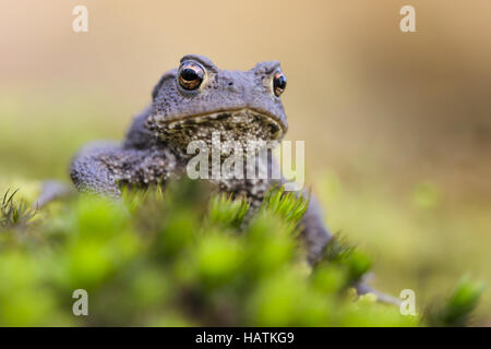 Erdkröte (Bufo Bufo)7.jpg Stockfoto