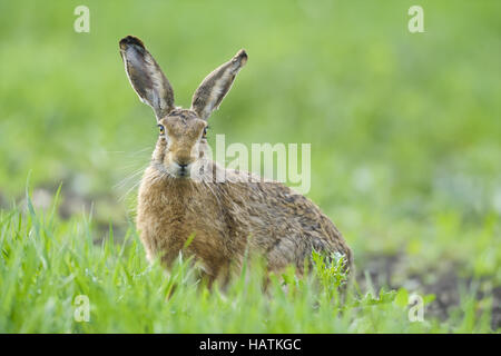 Feldhase (Lepus Europaeus)-2.jpg Stockfoto