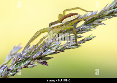 Gerandete - Jagdspinne-(Dolomedes Fimbriatus) 2.jpg Stockfoto