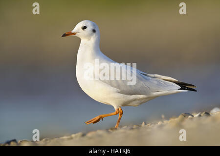 Lachmöwe (Larus Ridibundus)-15.jpg Stockfoto