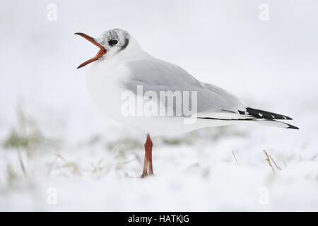 Lachmöwe (Larus Ridibundus)-24.jpg Stockfoto