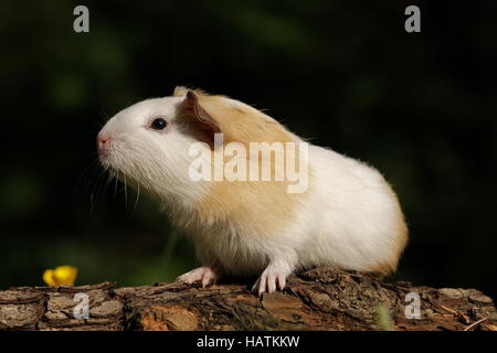 Meerschweinchen0283.jpg Stockfoto