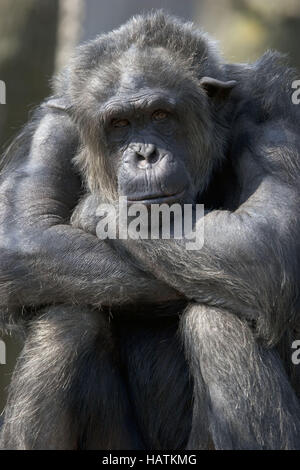 Schimpanse, Pan Troglodytes, gemeinsame Chimapnzee Stockfoto