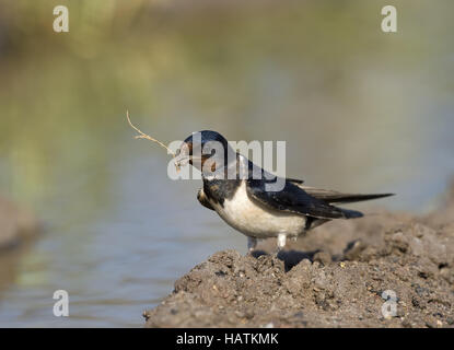 Rauchschwalbe (Hirundo Rustica) Stockfoto