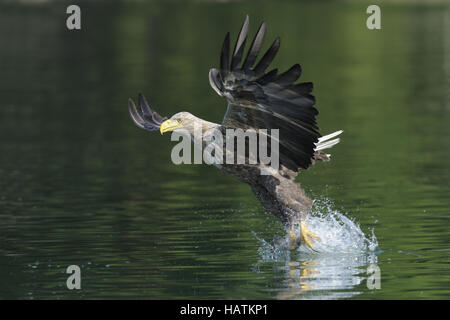 Seeadler (Haliaeetus albicilla)2.jpg Stockfoto