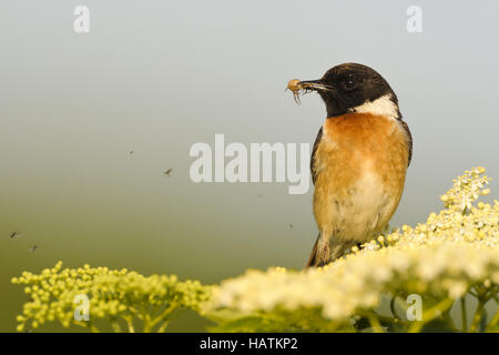 Schwarzkehlchen (Saxicola torquata)7.jpg Stockfoto