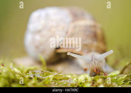 Weinbergschnecke (Helix-Pomatia Linnaeus)-2.jpg Stockfoto