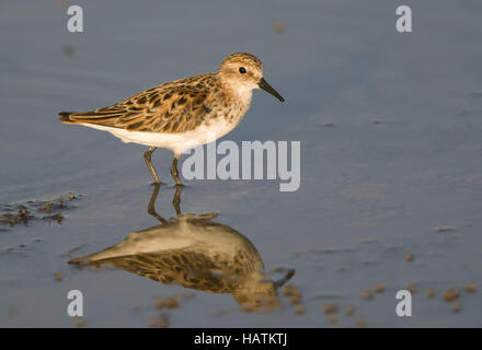 Zwergstrandläufer (Calidris Minuta) Stockfoto