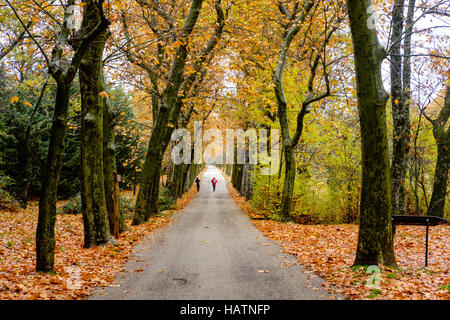 Bosque De La Herraria, San Lorenzo de El Escorial, España (Spanien) Stockfoto