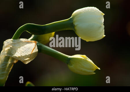 Kraut-Twopence - Lysimachia nummularia Stockfoto