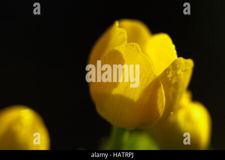 Marsh Marigold - Caltha palustris Stockfoto