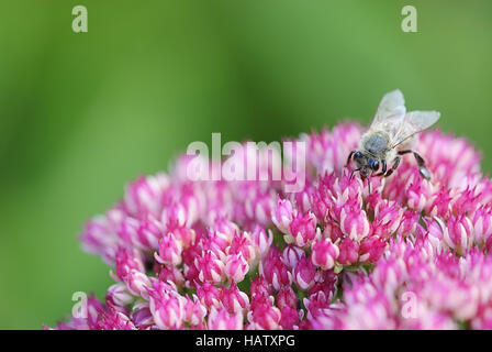 Biene Auf Fetthenne 2 - Sedum 2 Stockfoto