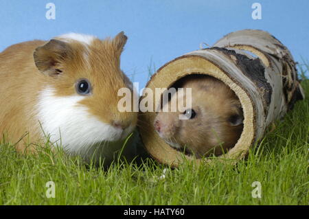 Meerschweinchen und Goldhamster Stockfoto