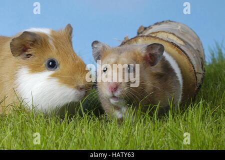 Meerschweinchen und Goldhamster Stockfoto