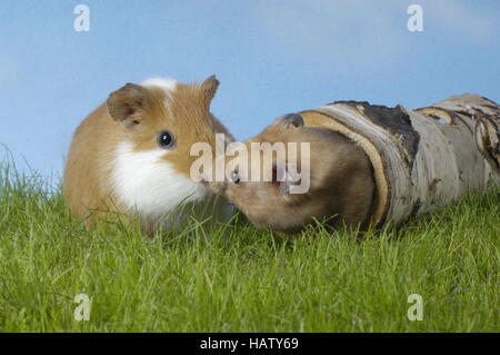 Meerschweinchen und Goldhamster Stockfoto