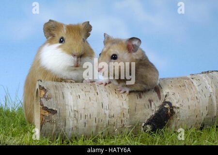 Meerschweinchen und Goldhamster Stockfoto